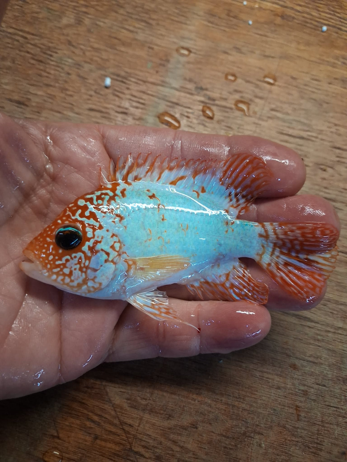 Goldbase Ghost, high pearling
