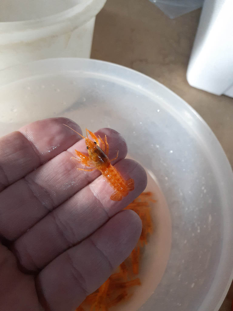 Mexican Dwarf Crayfish Breeding Colony (12 Crayfish) – Tilapia Store