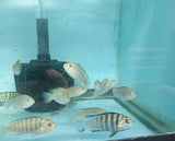 Labidochromis White Zebra Cichlid