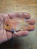 Goldbase Kamfa Flowerhorn