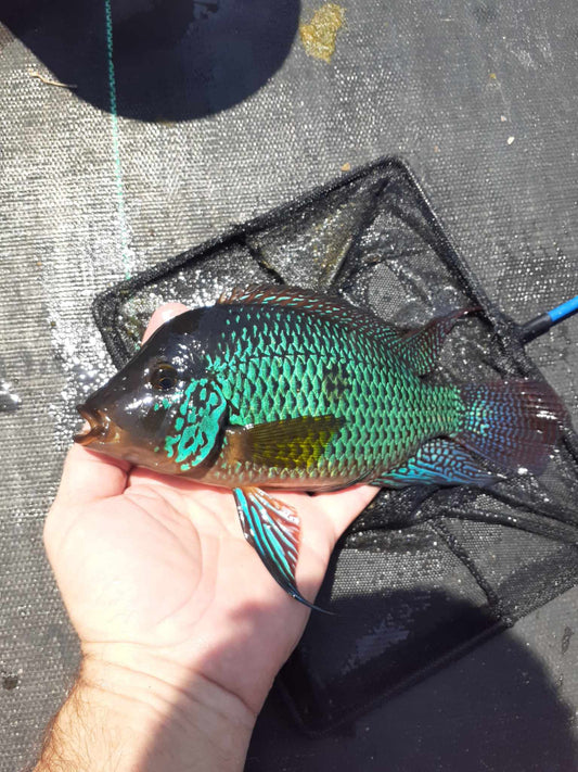 Geophagus Brasiliensis (Pearl Cichlid) - Tilapia Store