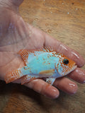 Goldbase Ghost, high pearling