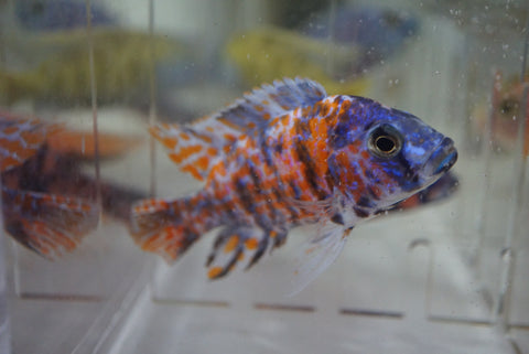 Firecracker OB Peacock