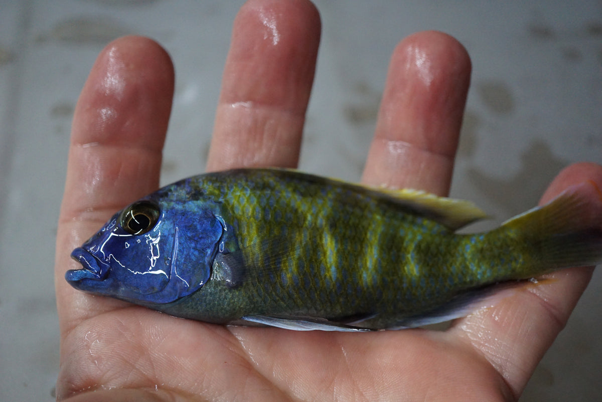 Venustus Cichlid – 5" Male