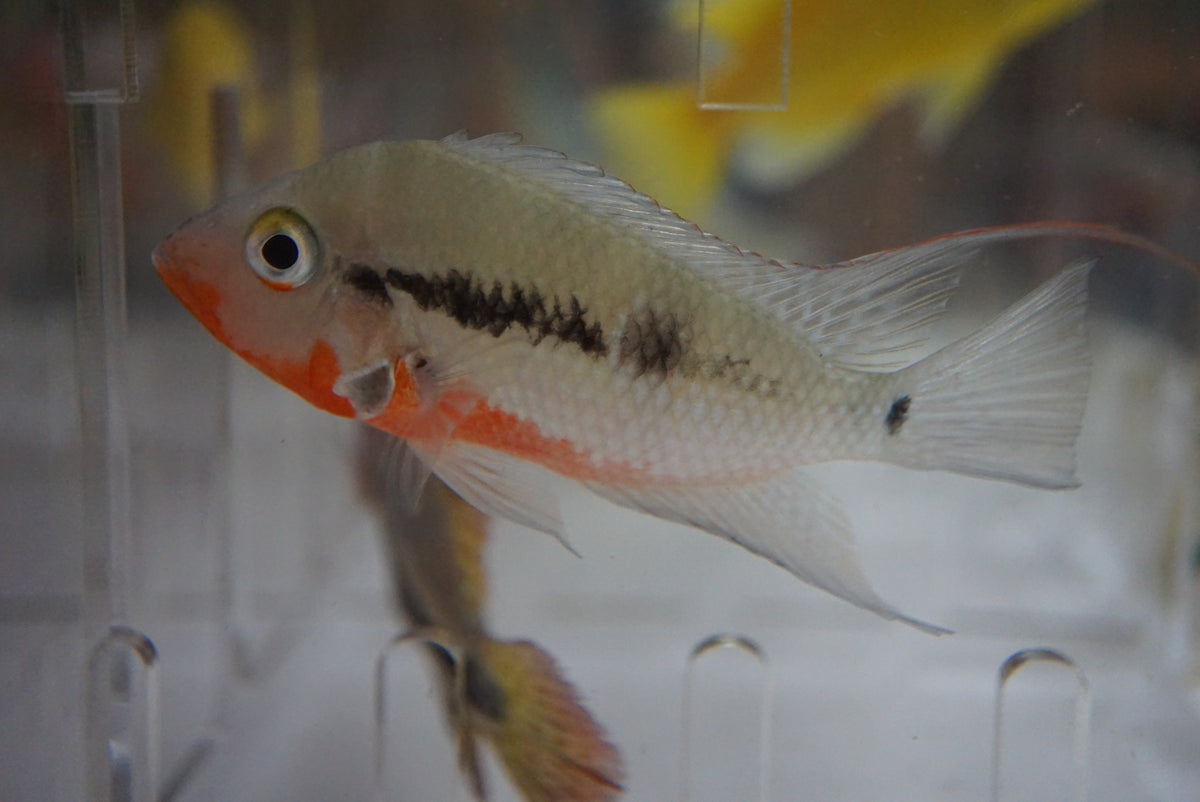Firemouth Cichlid