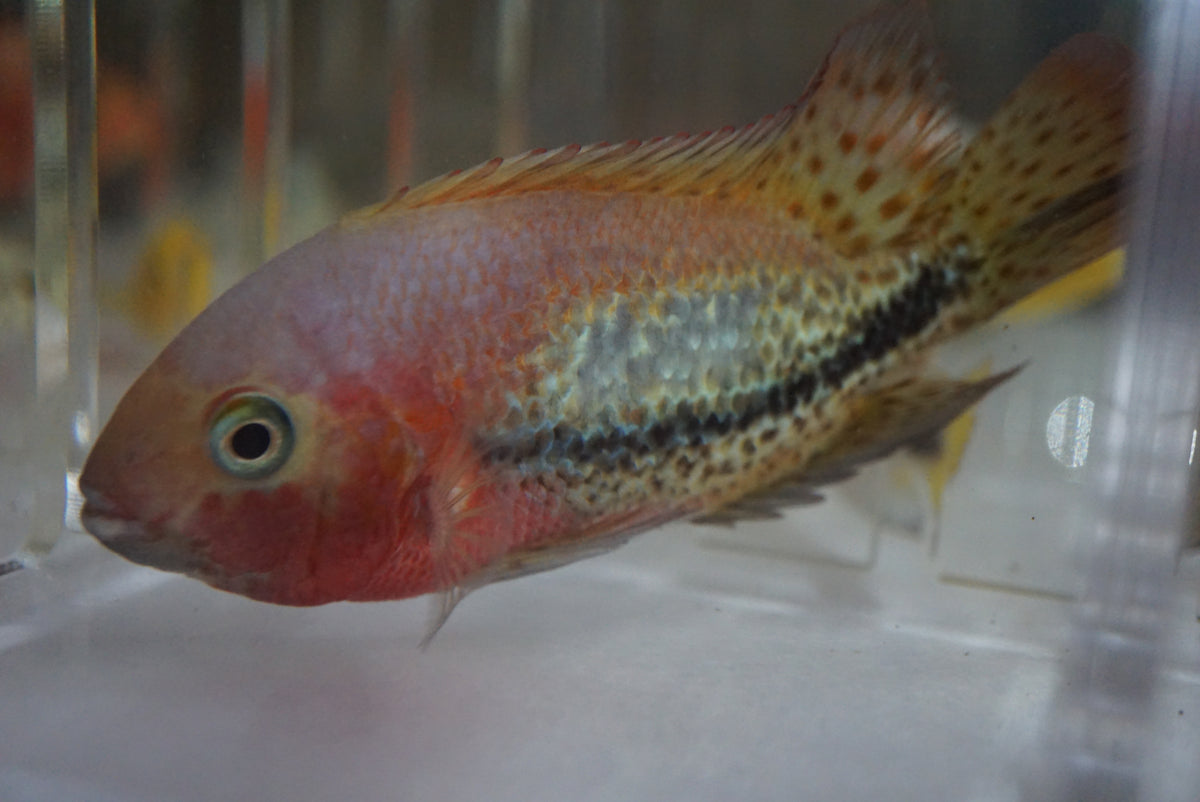 Vieja Bifasciata 5 inch Male