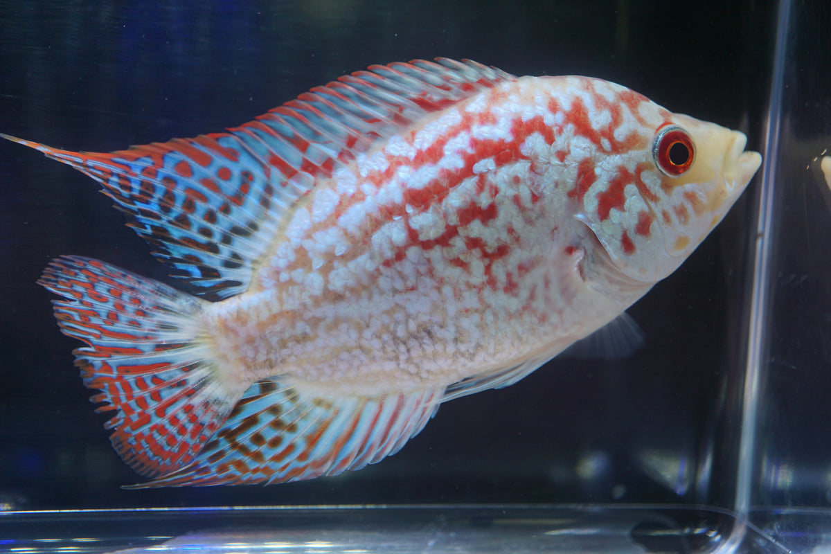 Load video: Flowerhorns from Tilapia Store