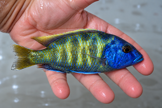 Venustus Cichlid – 5" Male