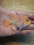Goldbase Kamfa Flowerhorn