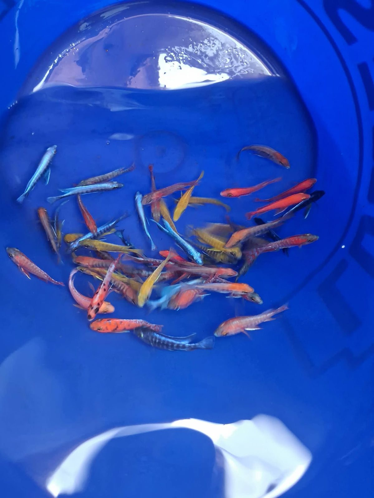 Grade A Imported Assorted Peacock Cichlids – 2–3 Inch