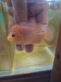 Goldbase Kamfa Flowerhorn