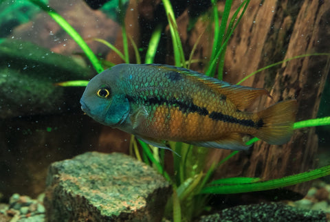 Adult male Nicaraguense Cichlid (Hypsophrys nicaraguensis) showing full mature coloration – reference photo from Tilapia Store Florida aquaculture farm