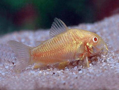 Albino Cory (Corydoras aeneus, albino) side view with red eyes over sand substrate
