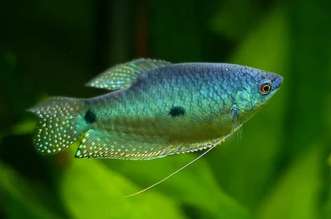 Blue Gourami