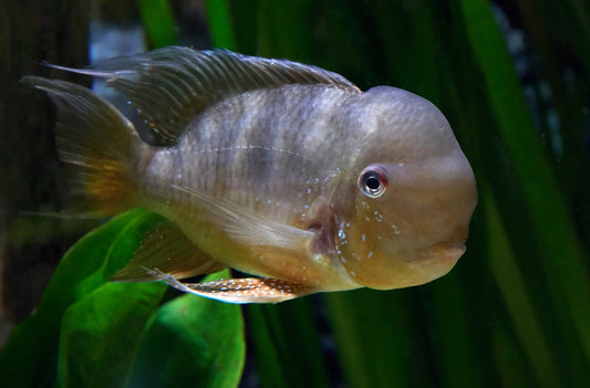 Geophagus balzanii South American eartheater cichlid bred in Florida at TilapiaStore
