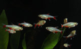 Bloodfin Tetra