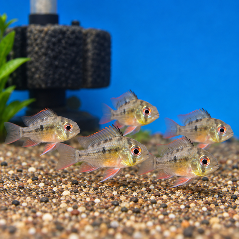 Bolivian Ram Cichlid (Mikrogeophagus altispinosus) live tropical aquarium fish