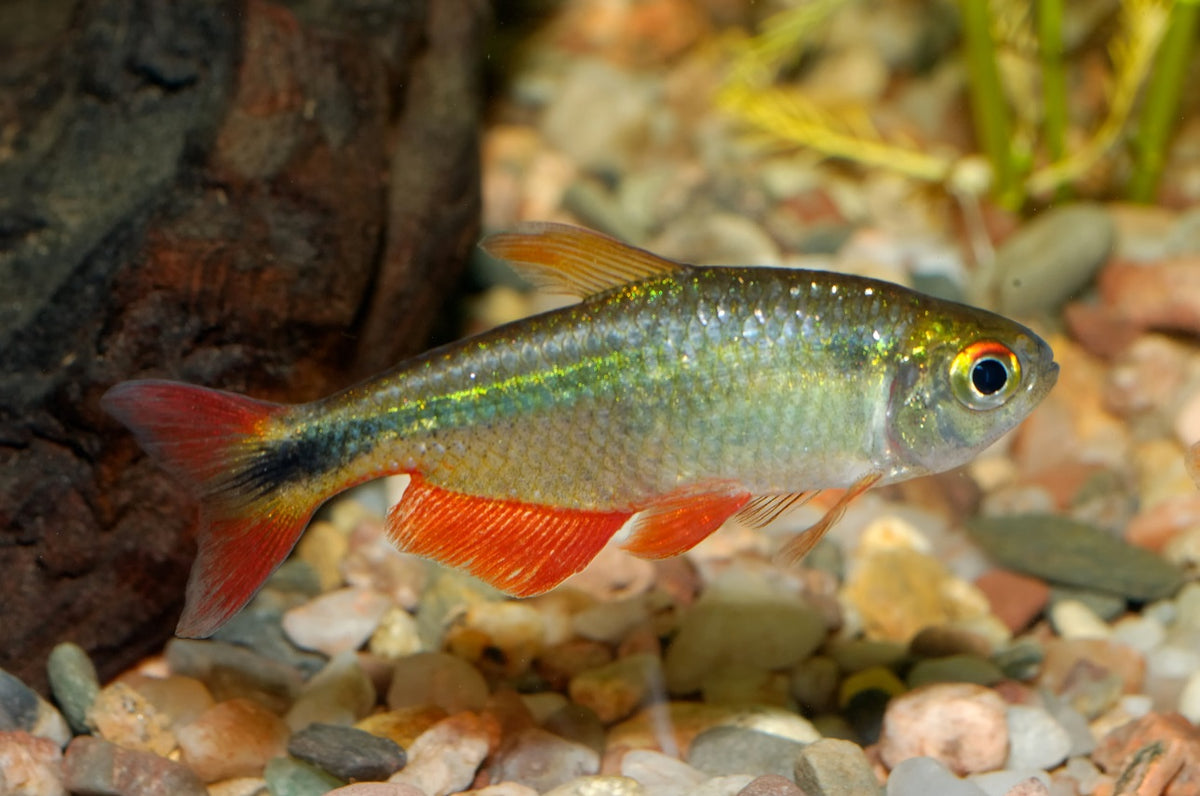 Buenos Aires Tetra (Hyphessobrycon anisitsi) – silver freshwater fish with red fins swimming in planted aquarium, active schooling species