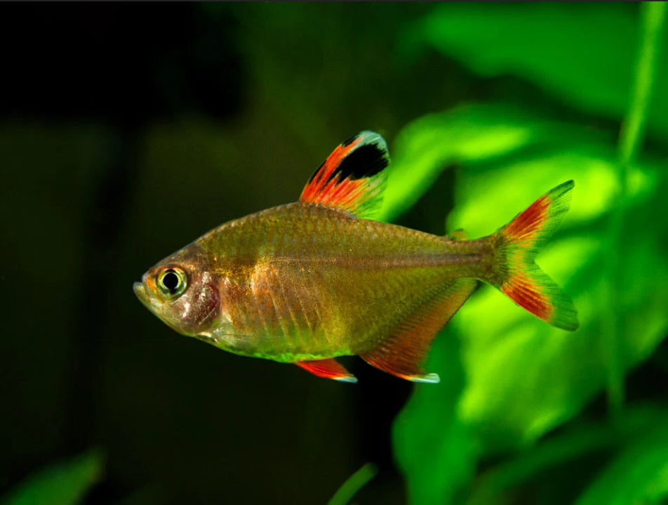3-pack Candy Cane Tetra live fish – Florida aquaculture farm; 6-pack Candy Cane Tetra live fish – tank raised
