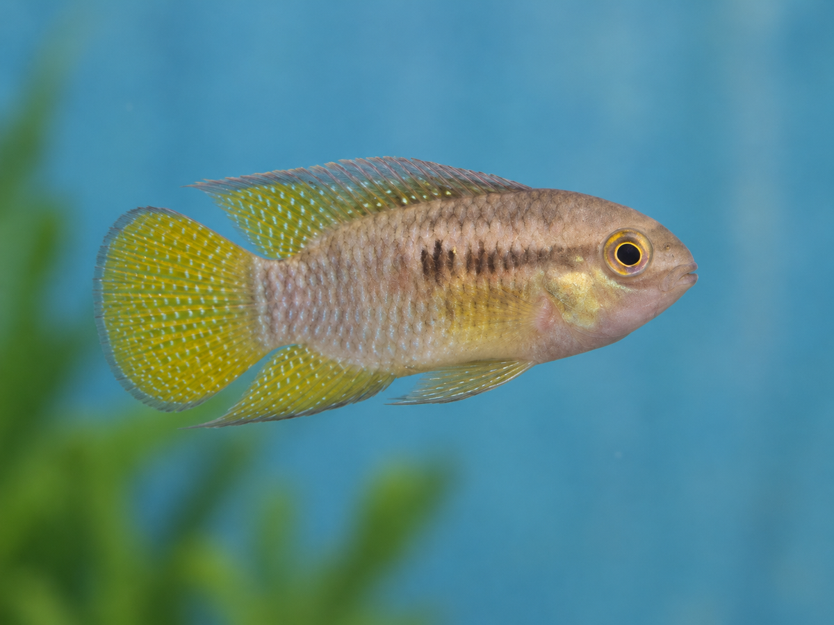 Dwarf Flag Cichlid (Laetacara curviceps) 1.5–2 Inch