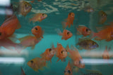 Dragon Blood Peacock Cichlid (Aulonocara sp.)  2 to 3 inch