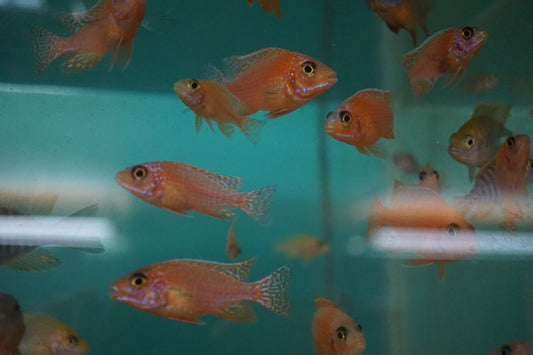 Dragon Blood Peacock Cichlid (Aulonocara sp.)  2 to 3 inch - Tilapia Store