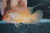 i11 Gold Base Flowerhorn