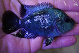 G10 Blue Silk Flowerhorn