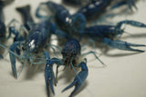Elecric Blue Crayfish