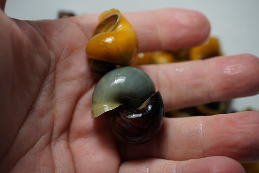 Mystery Snails - Tilapia Store
