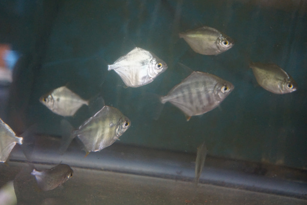 Tiger Silver Dollar Tilapia Store Tiger Silver Dollar Tilapia Store