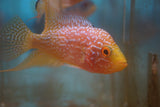 Gold Base Flowerhorn 2-3.1