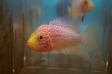 Gold Base Flowerhorn 2-3.1