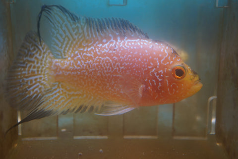 Goldbase Flowerhorn 2-4.1