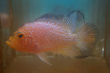 Goldbase Flowerhorn 2-4.1