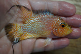 Goldbase Flowerhorn 2-4.1