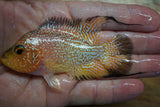 Goldbase Flowerhorn 2-4.1