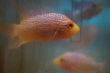 Goldbase Flowerhorn 2-2.1