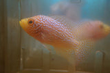 Goldbase Flowerhorn 2-2.1