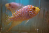 Goldbase Flowerhorn 2-9.1