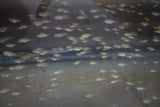 25 Gold Tilapia Fry