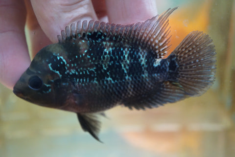 J3 Blue Flowerhorn