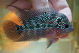 J14  SRD Flowerhorn