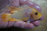 Goldbase Flowerhorn 2-2.1