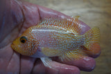 Goldbase Flowerhorn 2-2.1