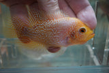 Goldbase Flowerhorn 2-2.1