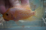 Goldbase Flowerhorn 2-2.1