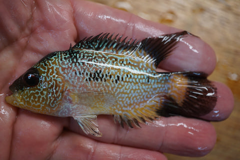 Goldbase Flowerhorn 2-4.1