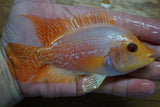 Goldbase Flowerhorn 1-1.1