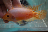 Goldbase Flowerhorn 1-1.1